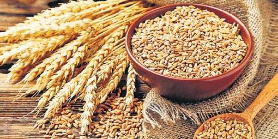 Wheat procurement gains pace